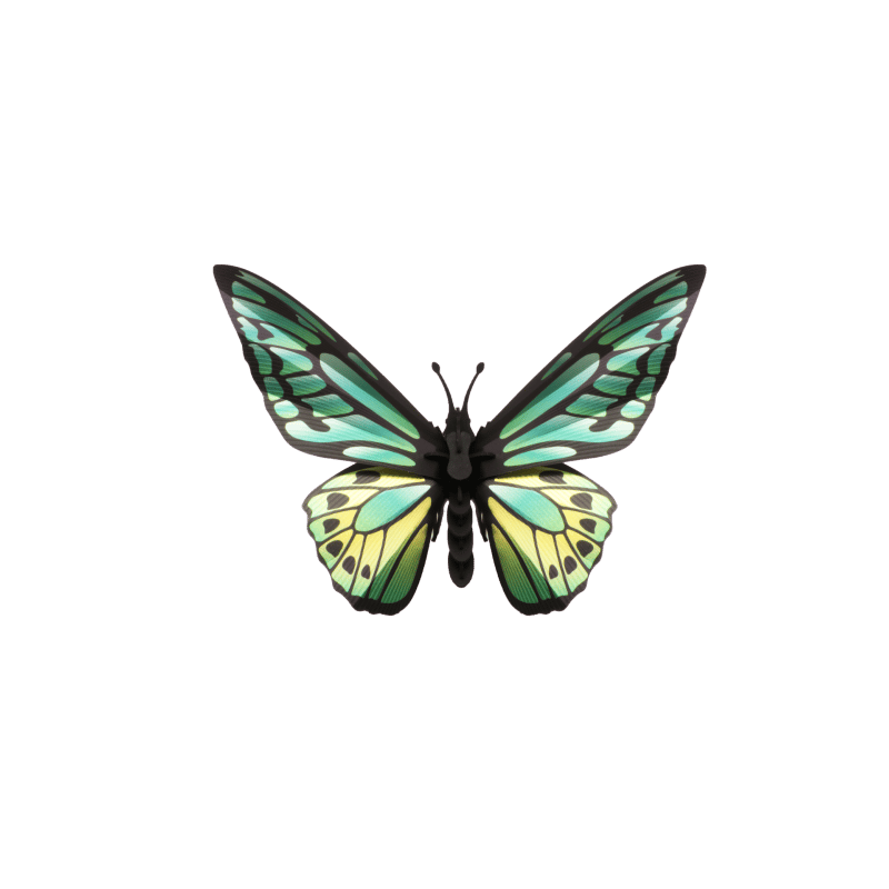 Puzzle 3d - assembli - green birdwing butterflyuzzle 3d - assembli - g
