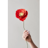 Fleur en papier - s.a - ice poppy bright redleur en papier - s.a - ice