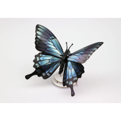 Puzzle 3d - assembli - papillon - blue montain butterfly