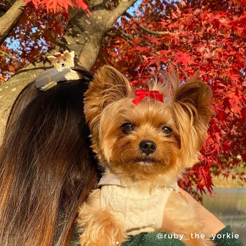 Pince à cheveux - coucou suzette - yorkshire