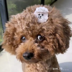 Mini pince à cheveux - coucou suzette - bichon