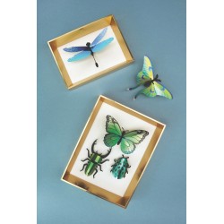 Puzzle 3d - assembli - mixed insects set