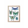 Puzzle 3d - assembli - mixed insects set