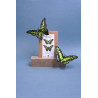 Puzzle 3d - assembli - papillon - Malachite