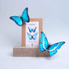 Puzzle 3d - assembli - papillon - Morpho blue