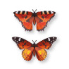 Puzzle 3d - assembli - papillon - orange lady