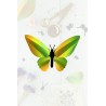 Puzzle 3d - assembli - papillon - birdwing butterflyuzzle 3d - assembl